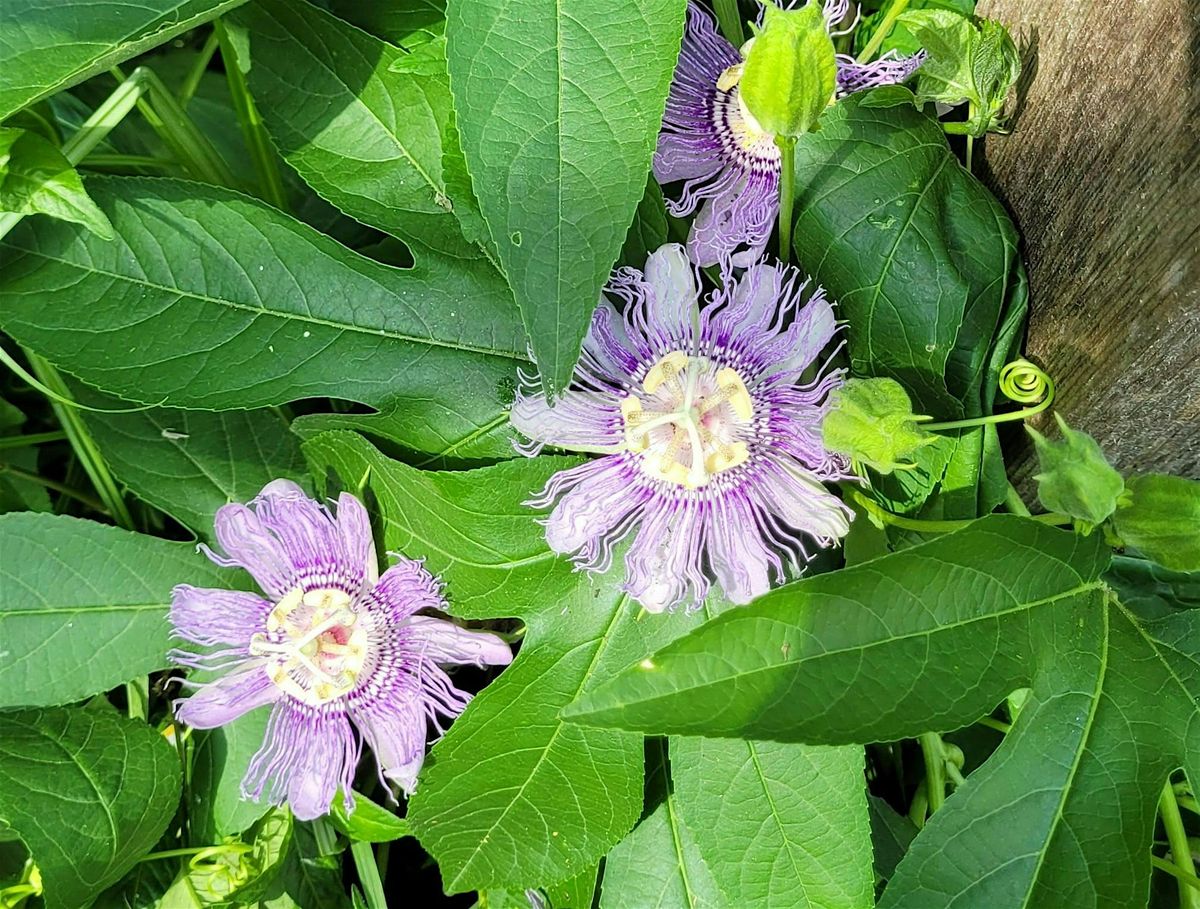 Weekly Plant Walk
