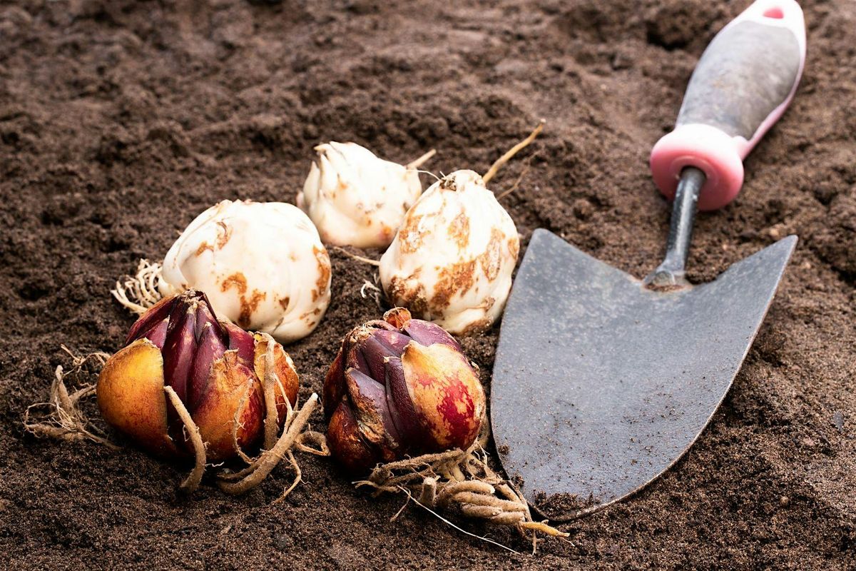 Planting Native Bulbs with Scholls Valley Native Nursery at Division