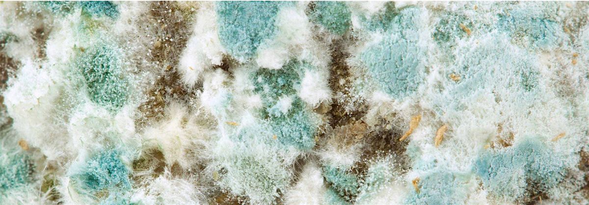 Mold Prevention, Assessment, and Remediation - Training, Tips, and Tools