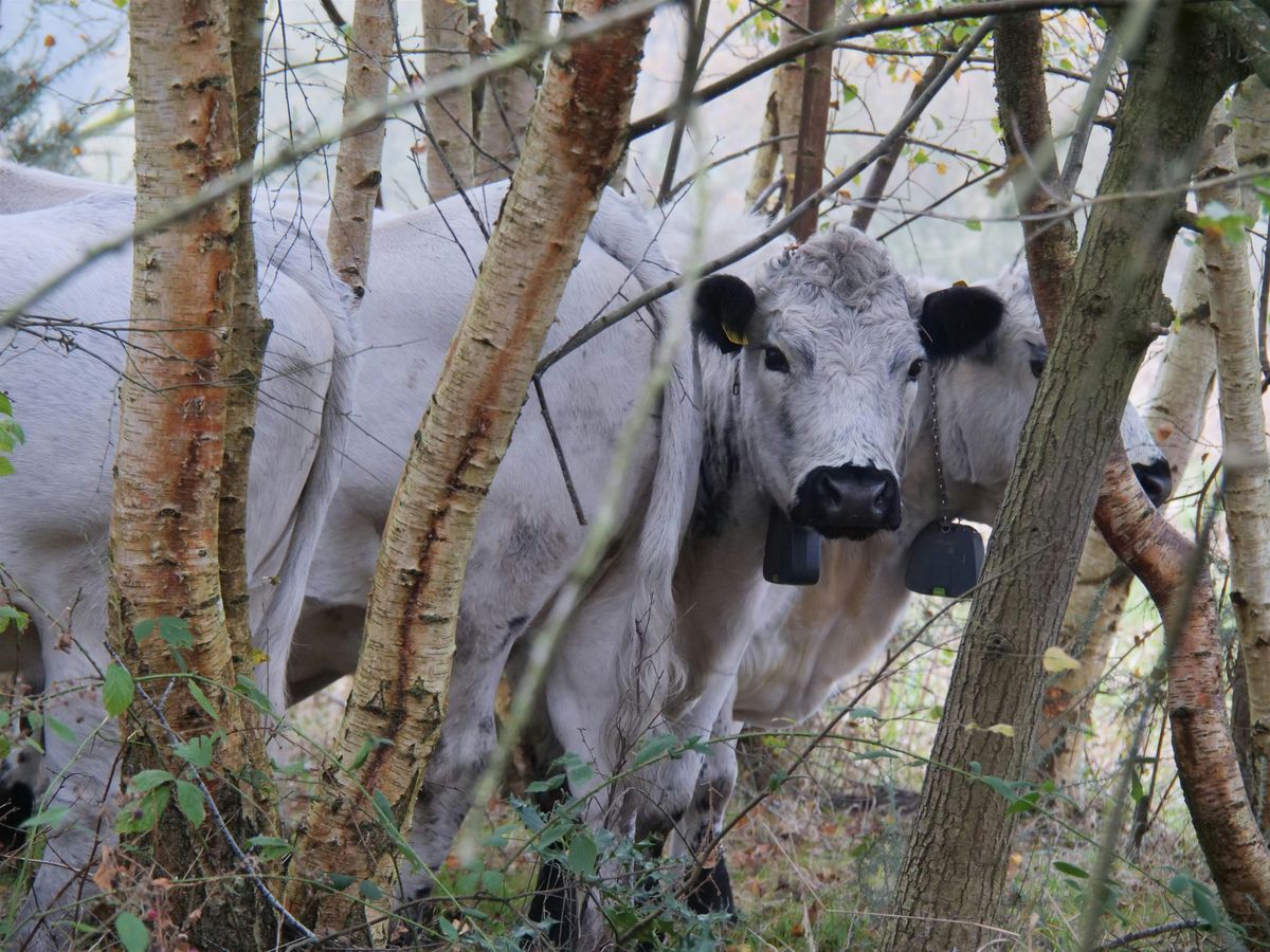 The udderly a-graze-ing cows of NWT Sweet Briar Marshes
