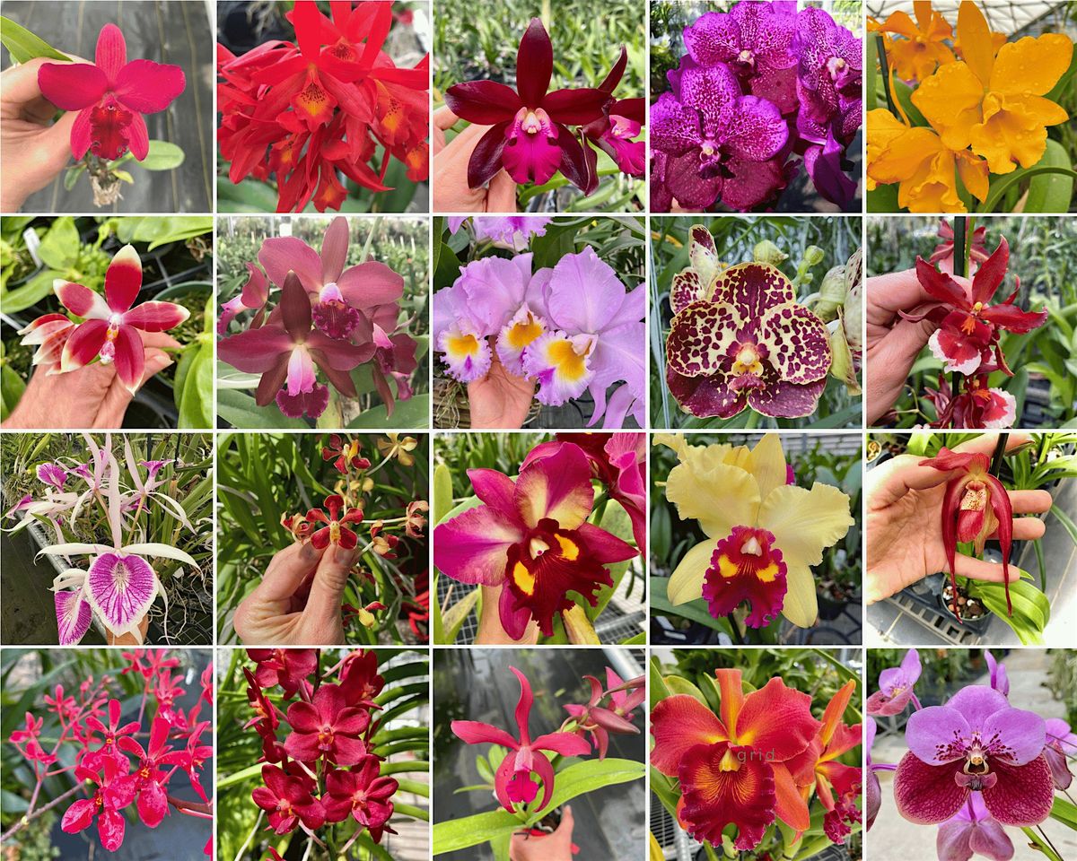 Palmer Orchids Fall Open House Sale