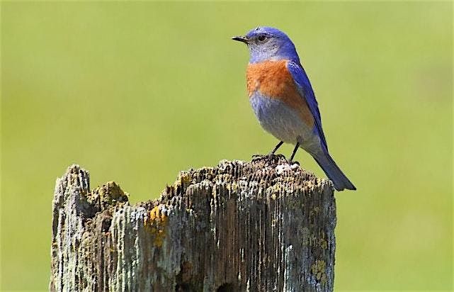 First Day of Winter Beginners\u2019 Bird and Plant Identification Walk!