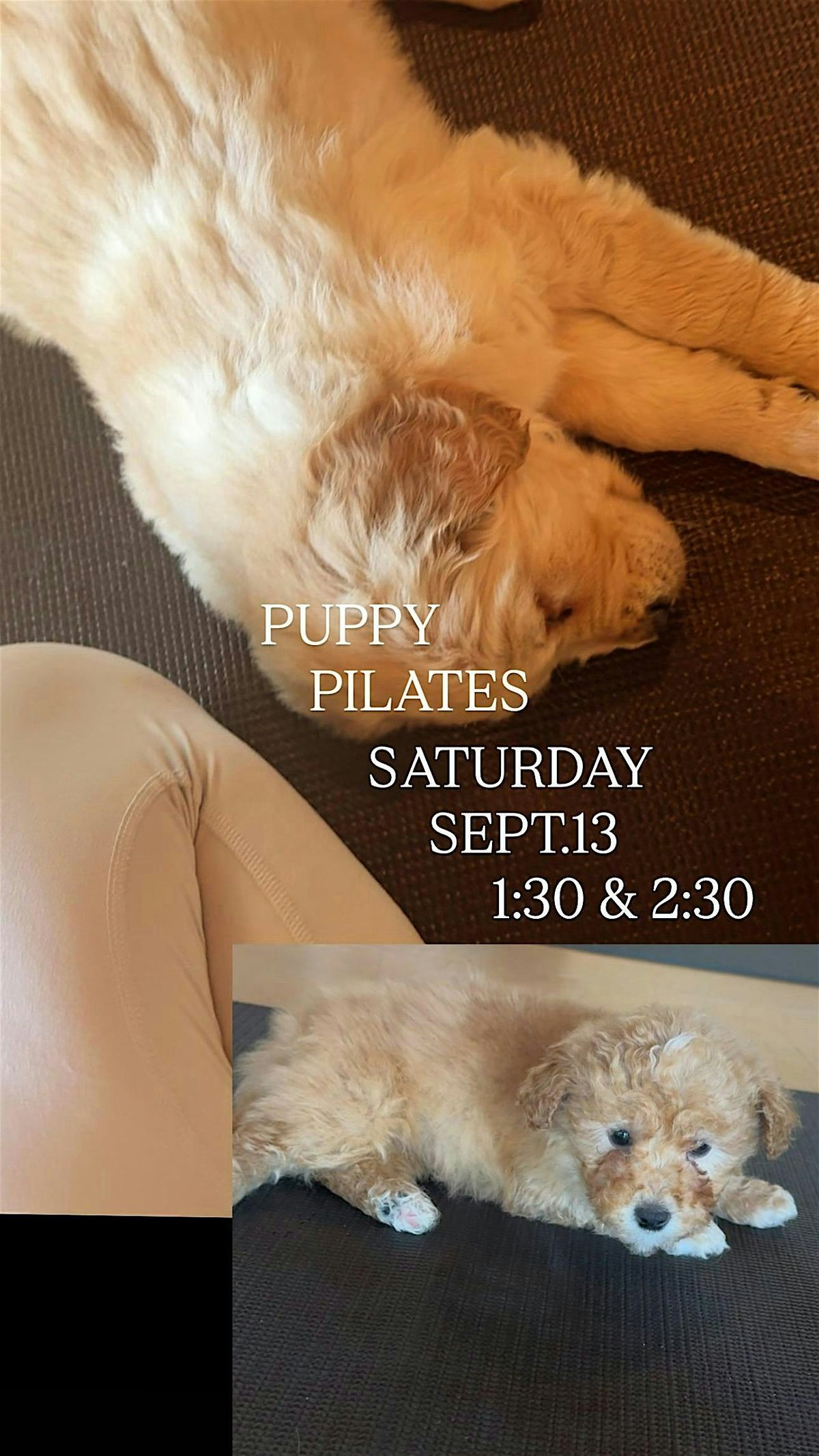 PUPPY PILATES DETROIT