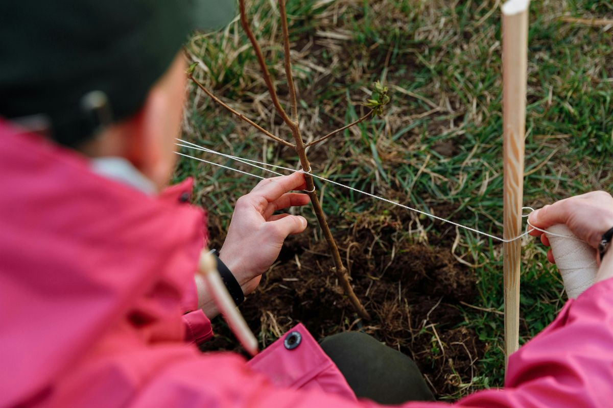 Beginner\u2019s Stewardship: Plant Survivability Workshop