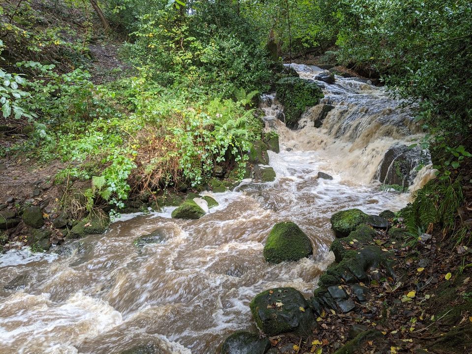 Rewilding the Rivers - for a better world? A healthier environment for ...