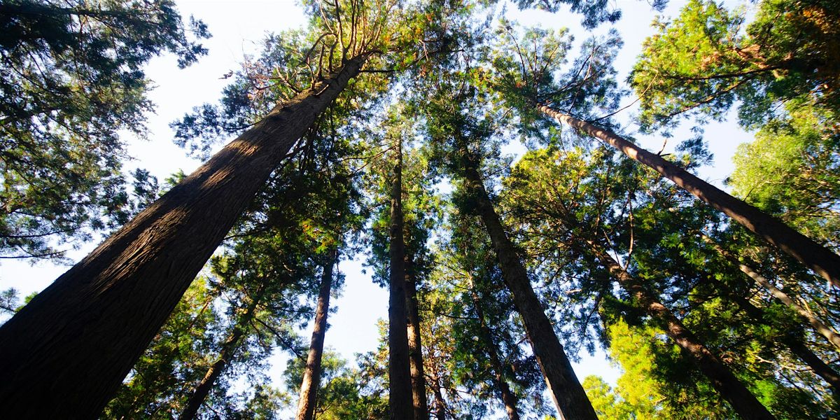 Paint & Meditate (Adults & Teens, Ages 12+)