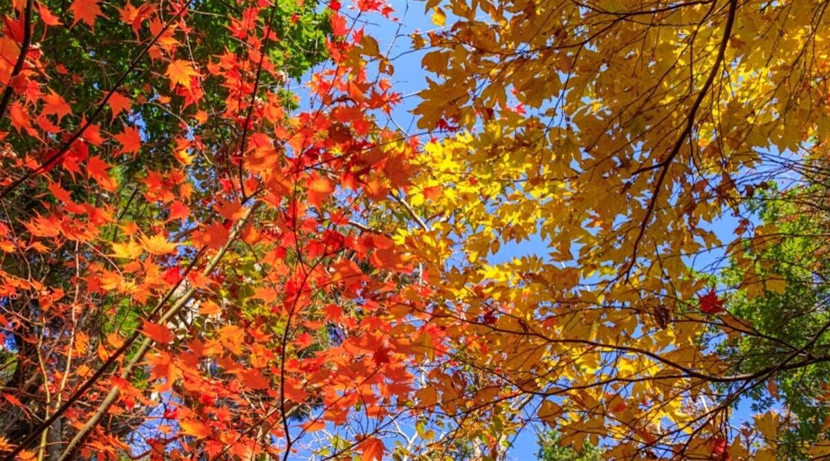 Fall Forest Bathing and Sensory Awareness in Nature
