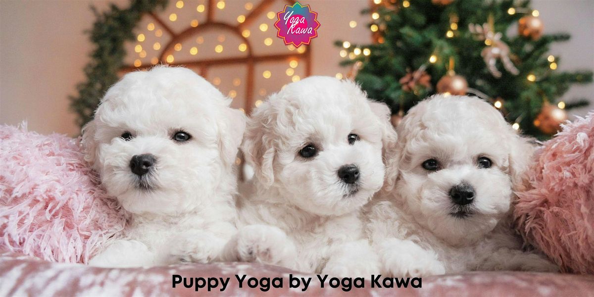 Puppy Yoga by Yoga Kawa Toronto Bichon Frise