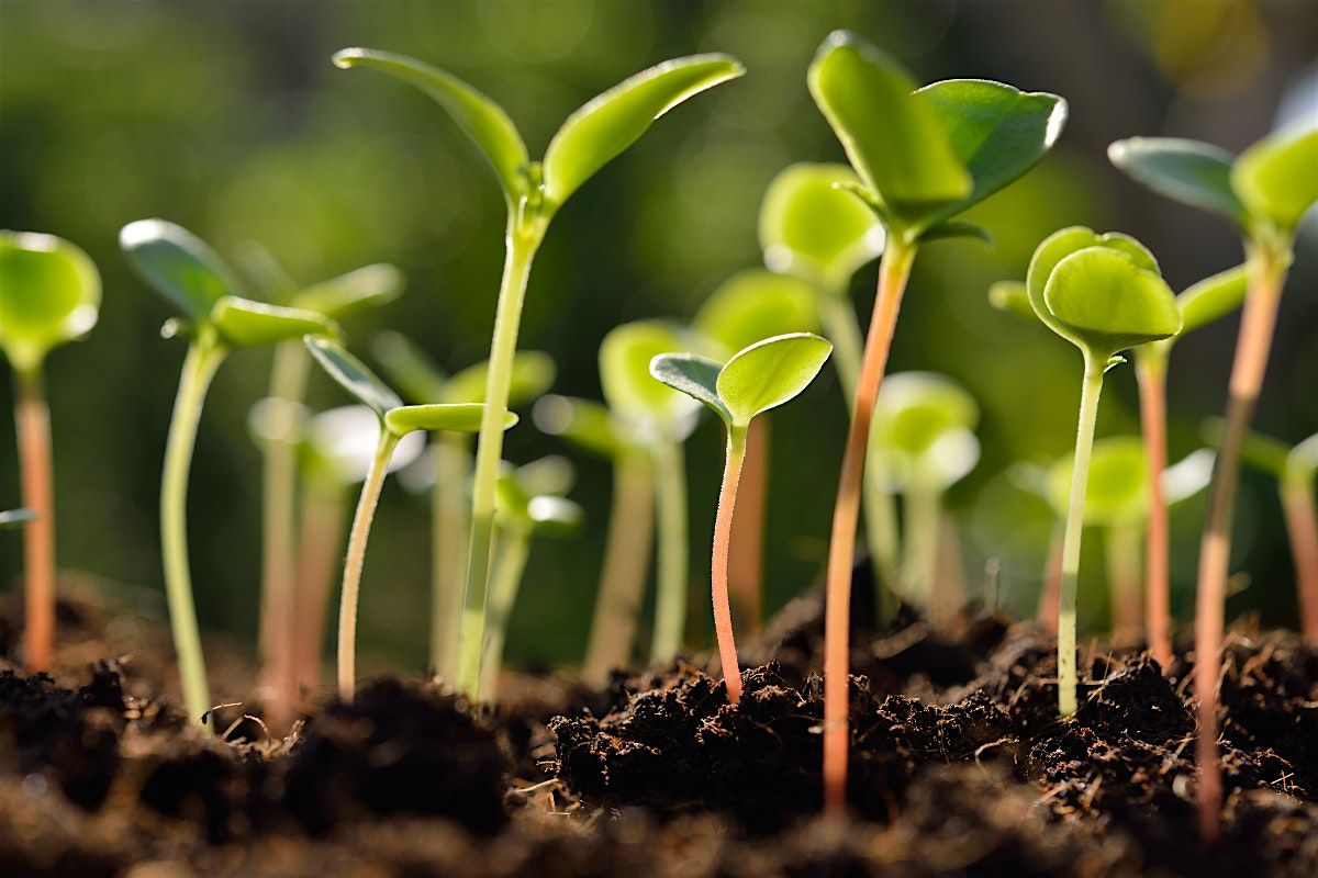 Native Plant Series: Winter Sowing