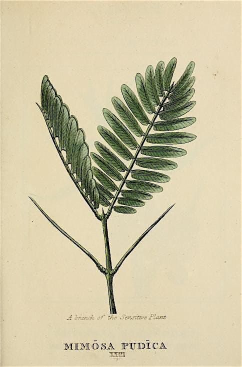 METRICA