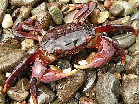 Why Animals Don't Wear Clothes: Mini Explorers (ages 3-5)