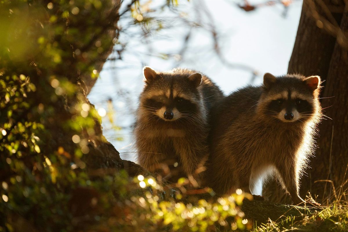 Point Defiance forest photo walk