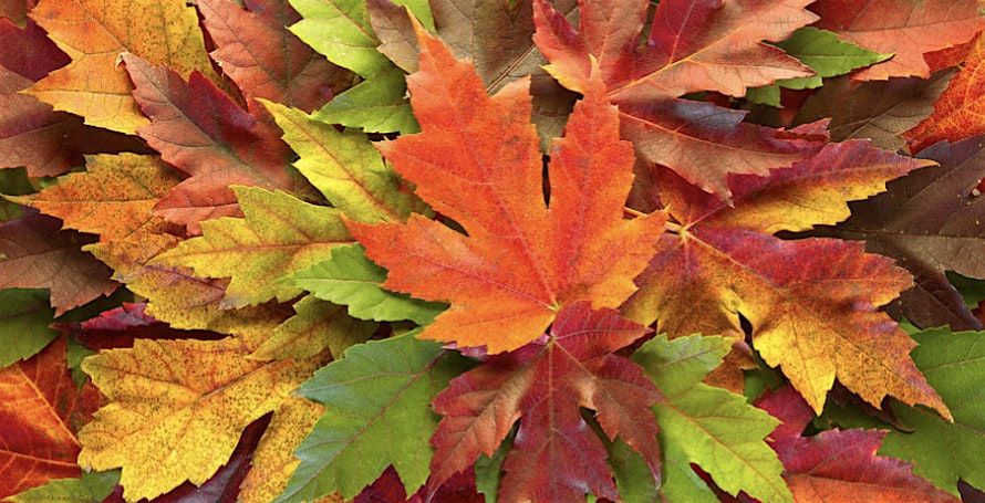 FALL Stained Glass Suncatchers @ Glass Visions in Springfield MA