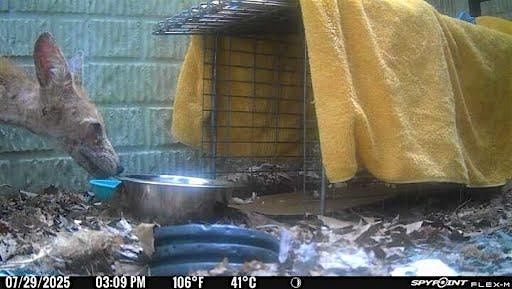 Wildlife Rescue 101