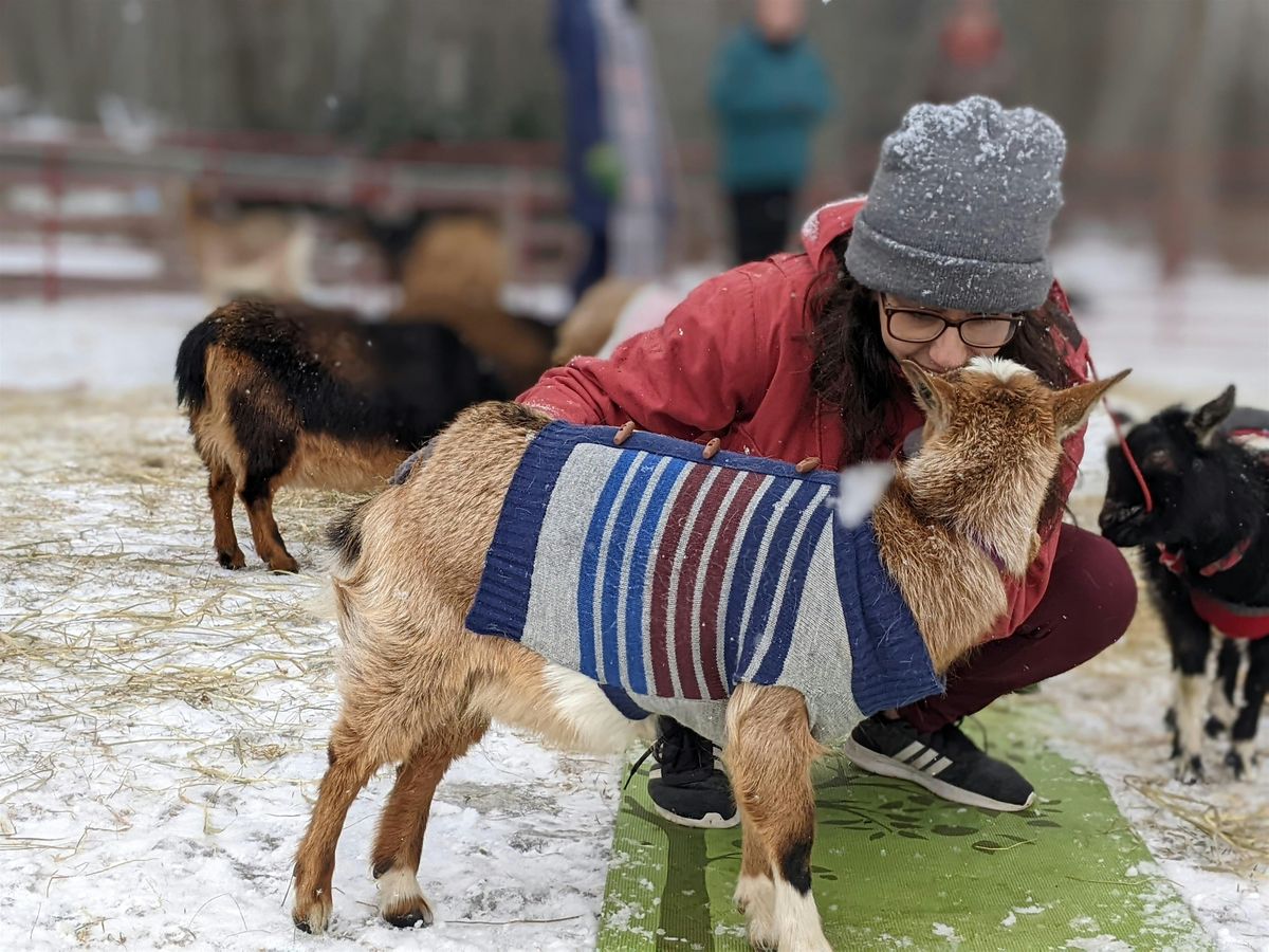 Goat Yoga - Cool Weather Edition