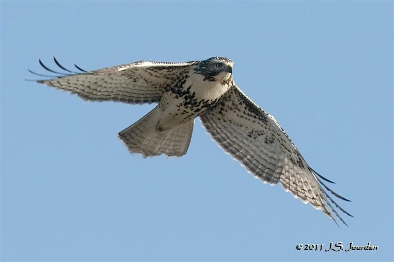 Hawks Galore