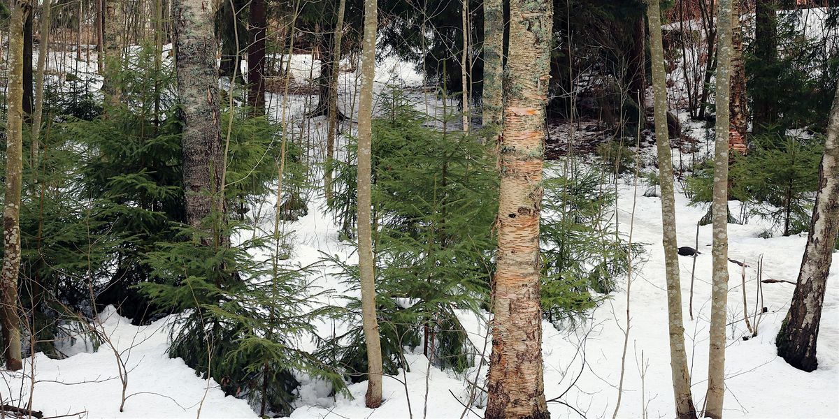 DeVeaux: The Sleeping Forest (18+)