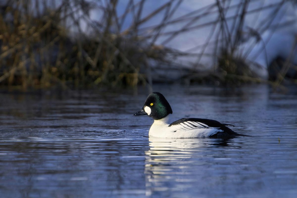 Queer Birders Club:  Wiley Slough in Skagit
