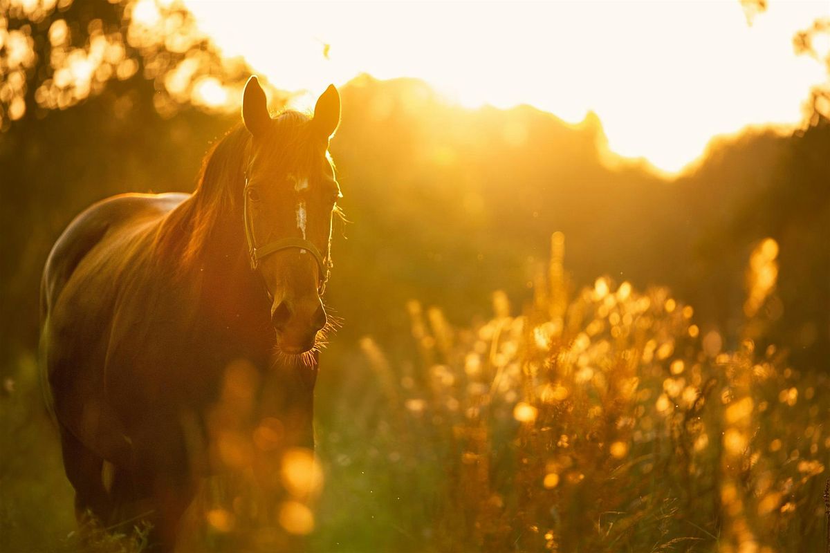 Mindfulness + Meditation with Horses