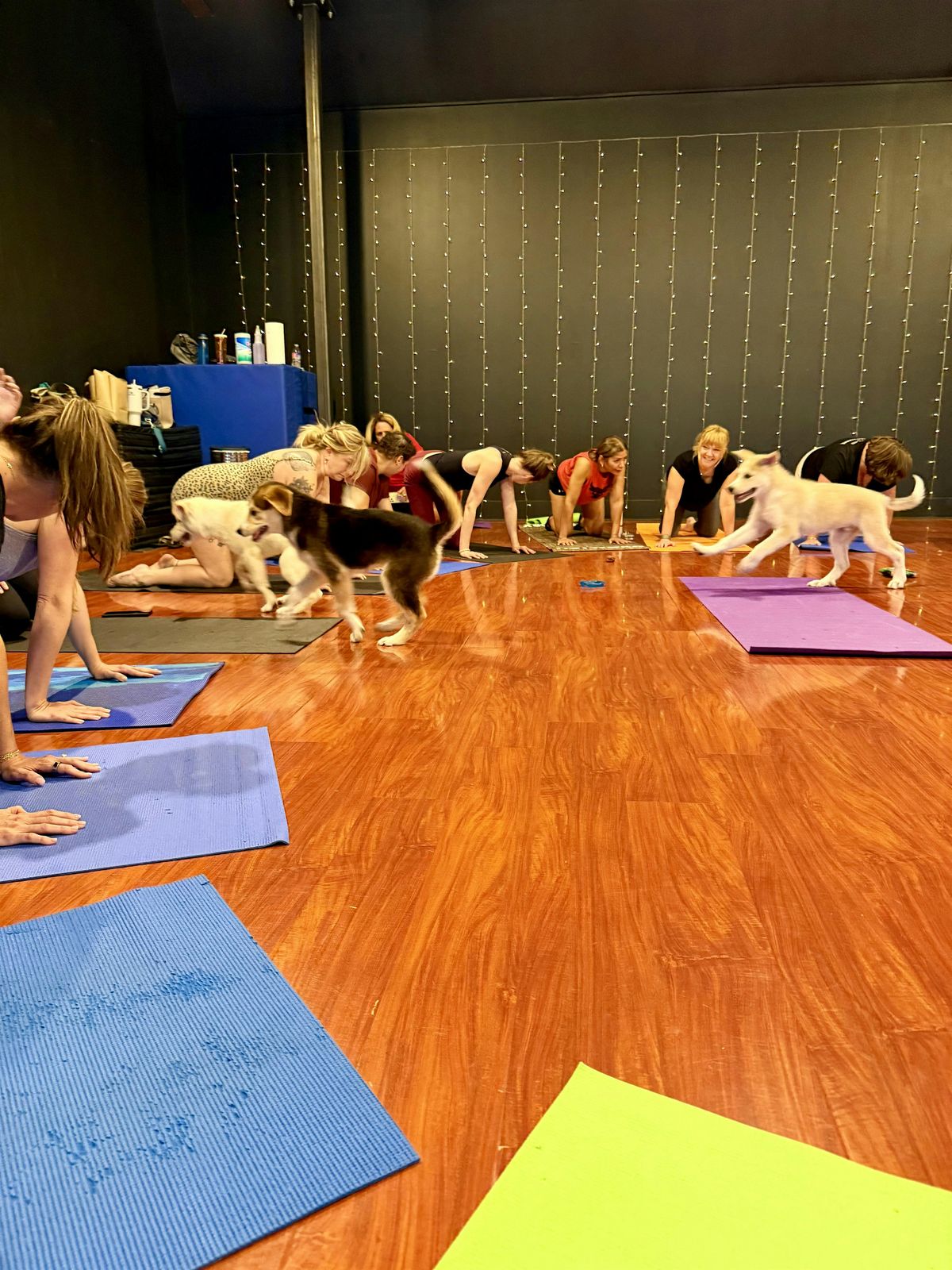 ASID Austin DC Puppy Yoga