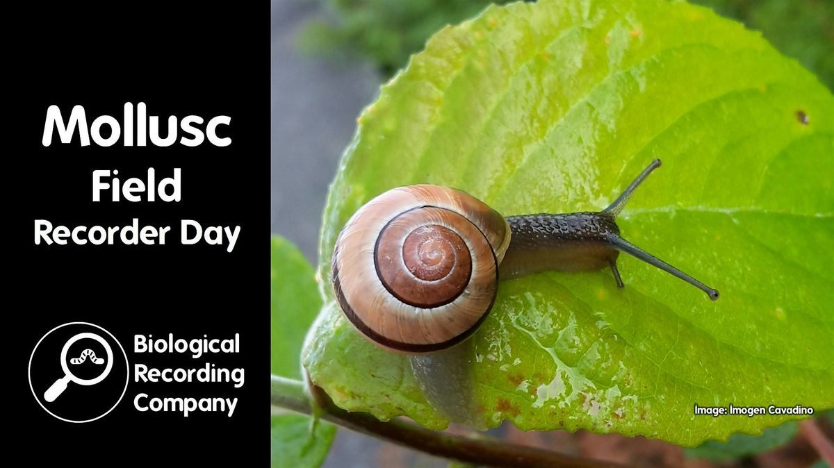 Mollusc Field Recorder Day