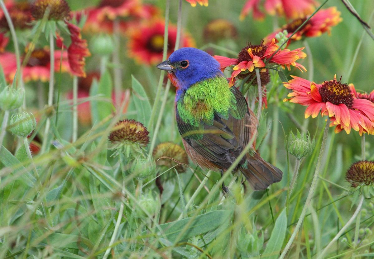 World Migratory Bird Day Bird Walk