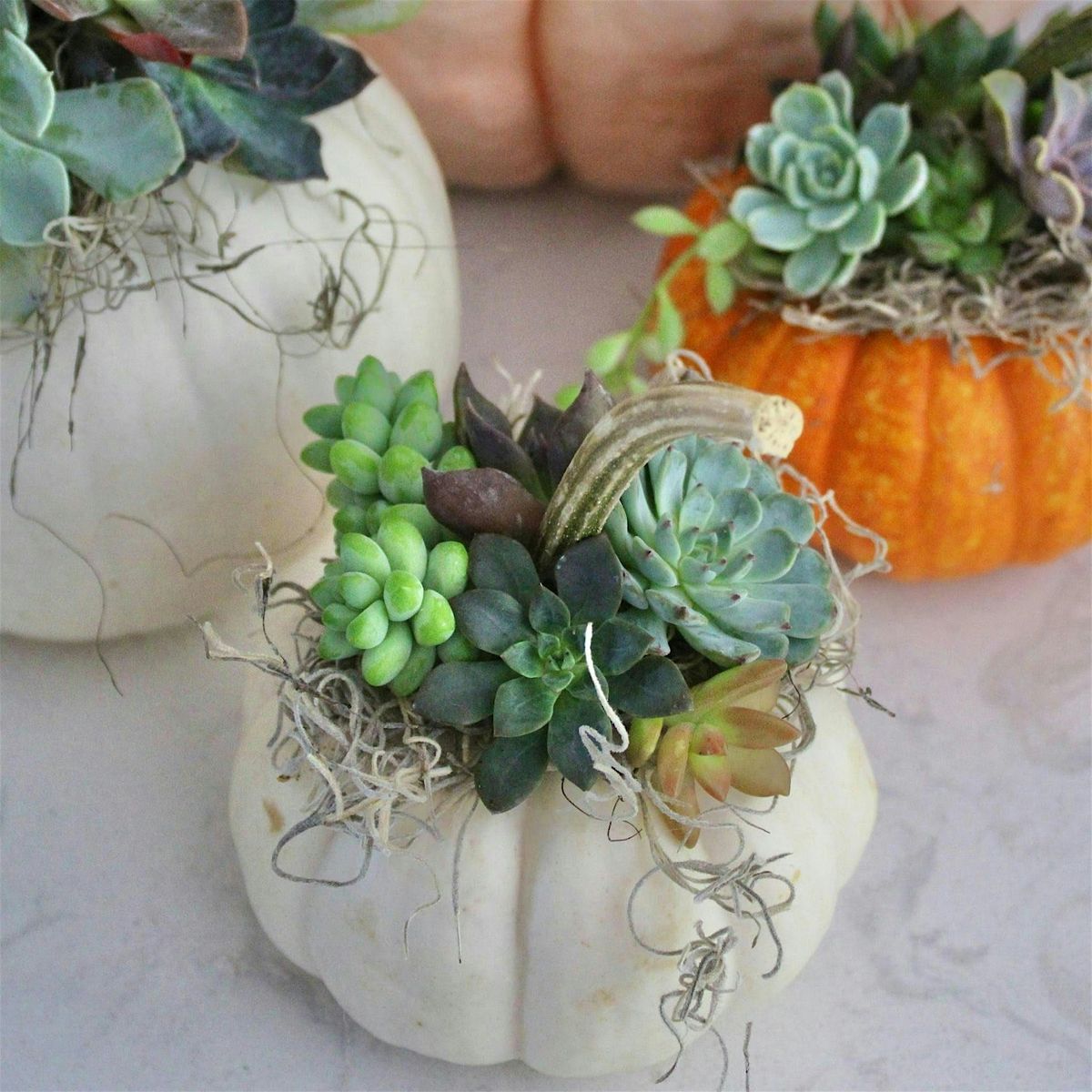 Succulent Pumpkin Planter