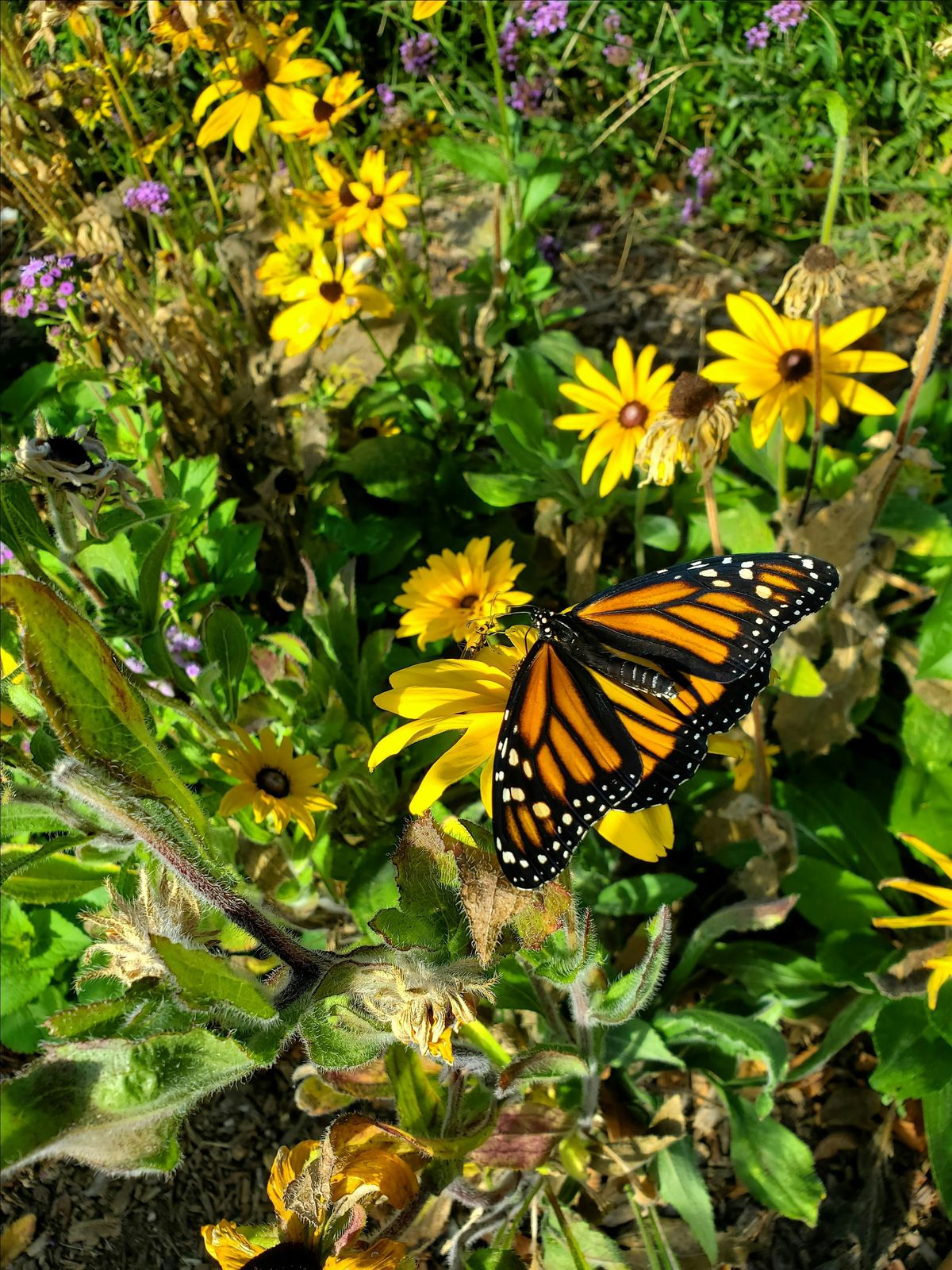 Monarch Butterfly Tagging