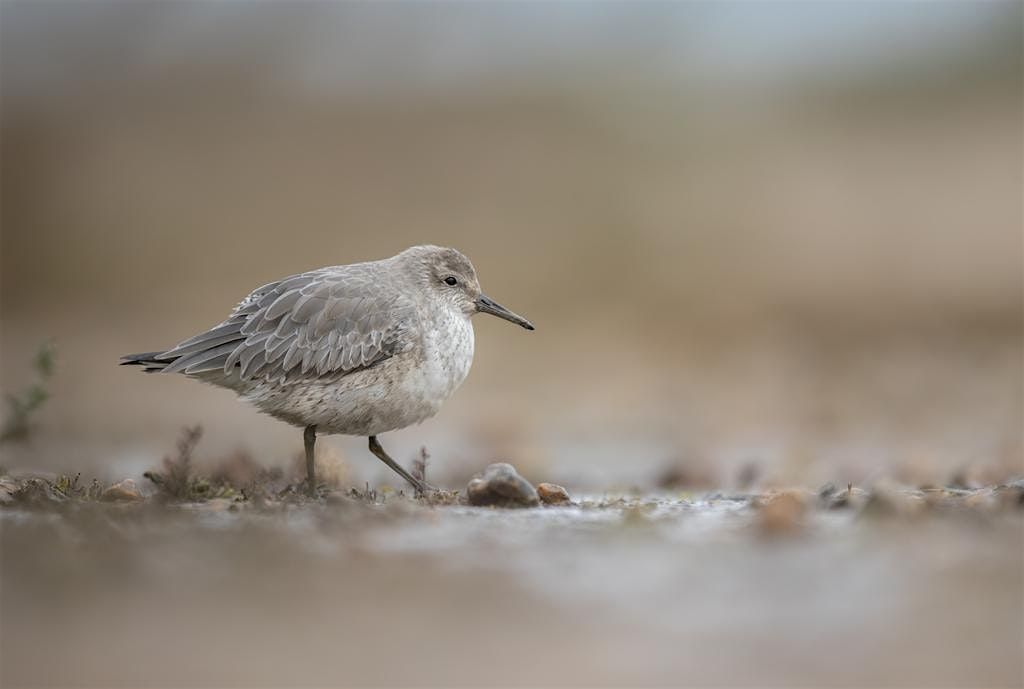 Coach Trip: RSPB Titchwell Marsh