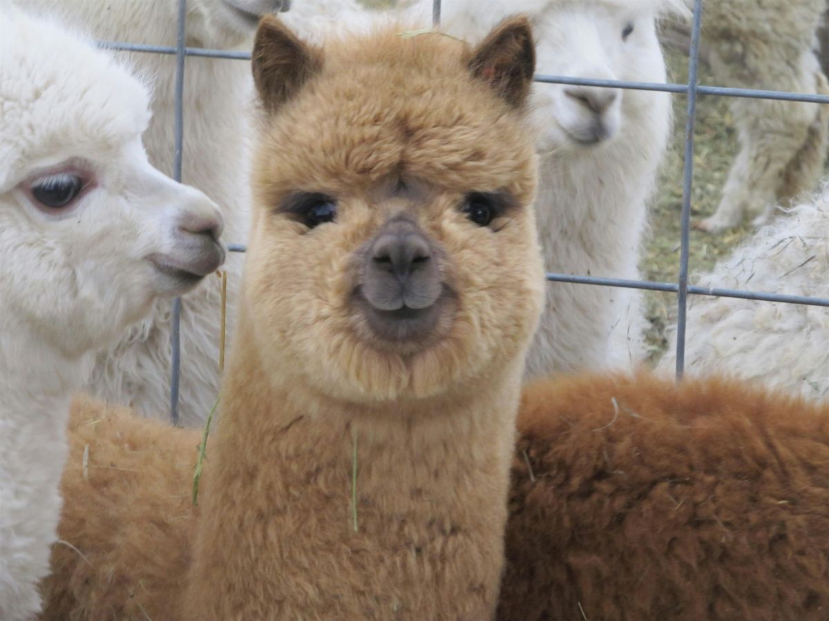 Alpaca Picnic & Wine!