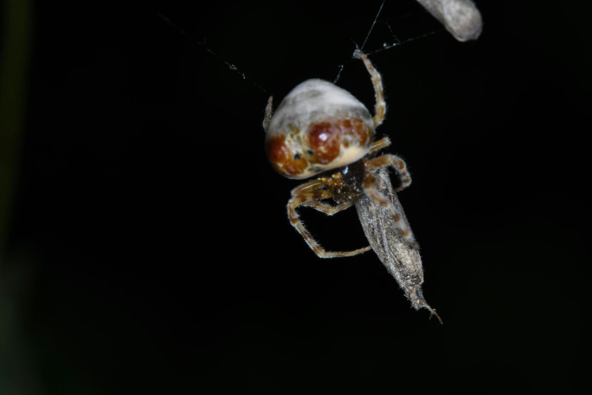 Special Prey, Special Webs: Fascinating Physics of Moth-Catching Spiders