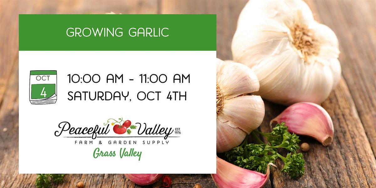 Growing Garlic