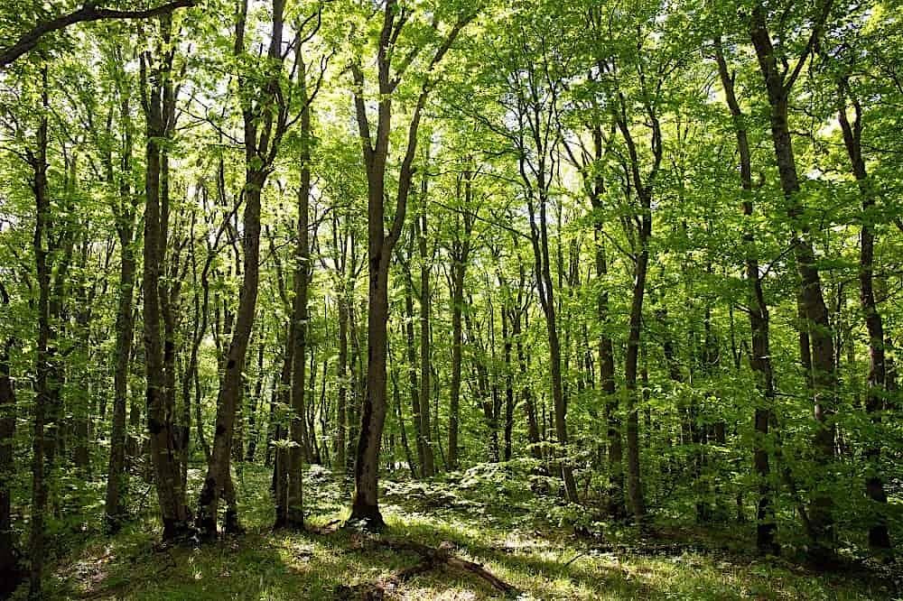 Tree Thinning - Duke's Wood