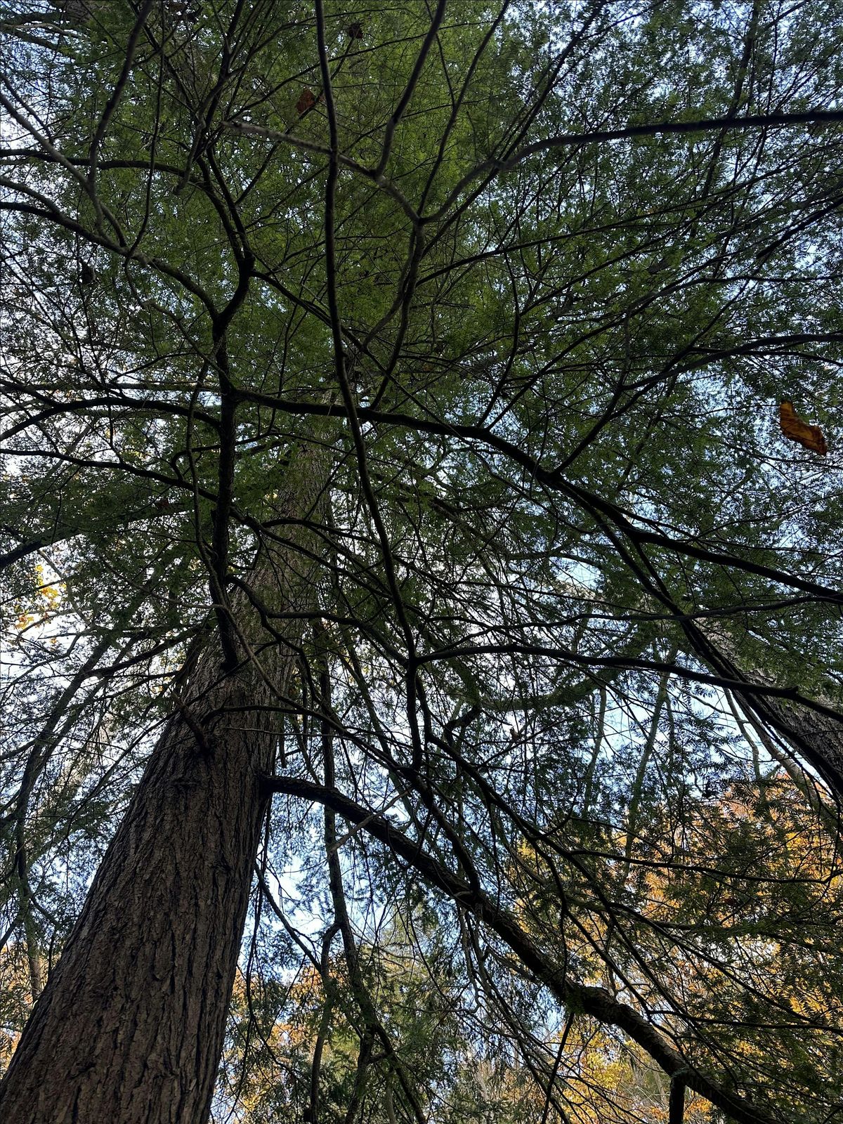 Mindful Resilience ~ Shinrin Yoku Offering