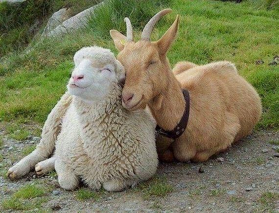 Baby Goat + Lamb Yoga - August 24 at 1:00 pm