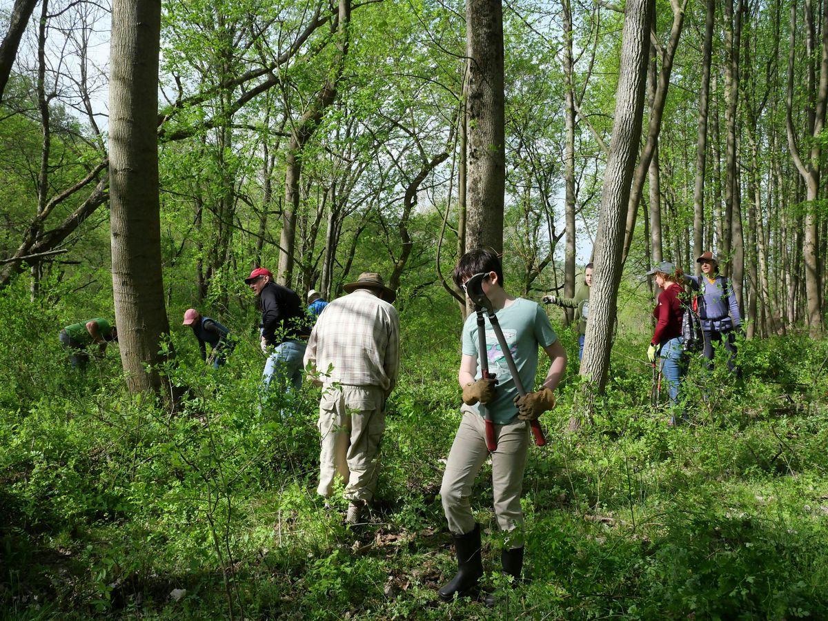 Volunteer Workday: Donegal Highlands Nature Preserve