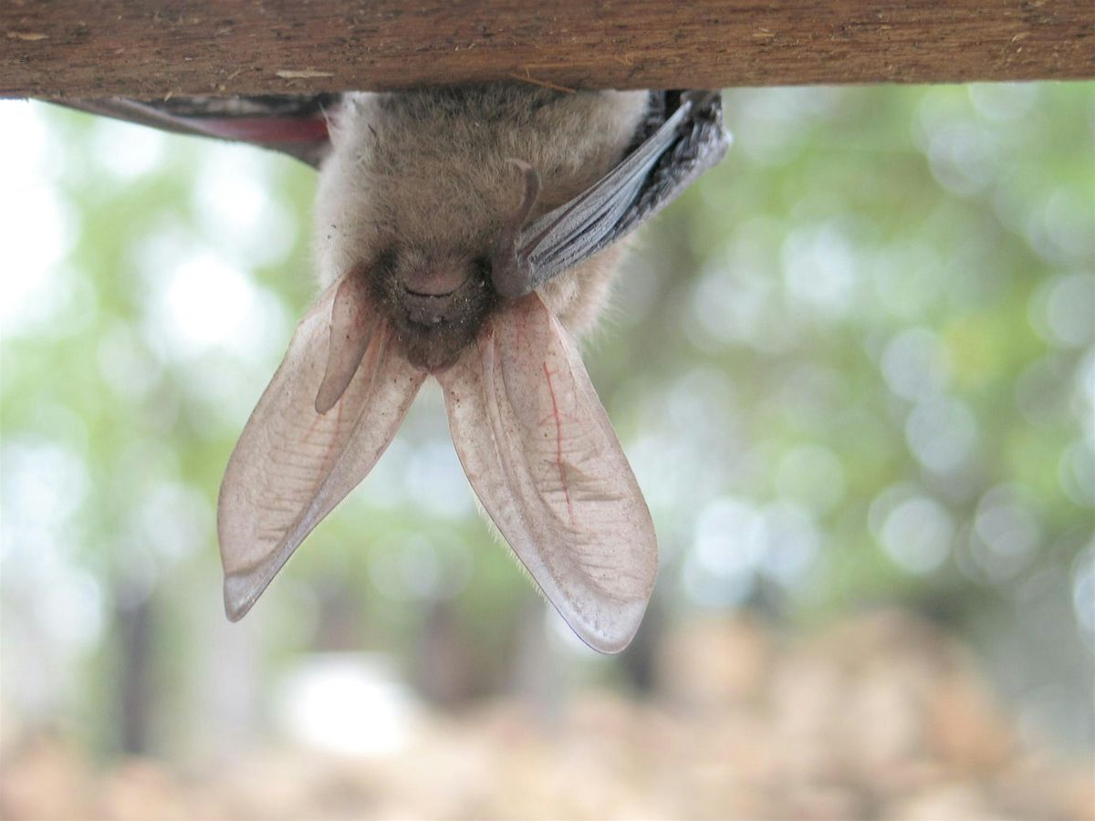 11-1-2025 Bats in our Central Florida Neighborhoods
