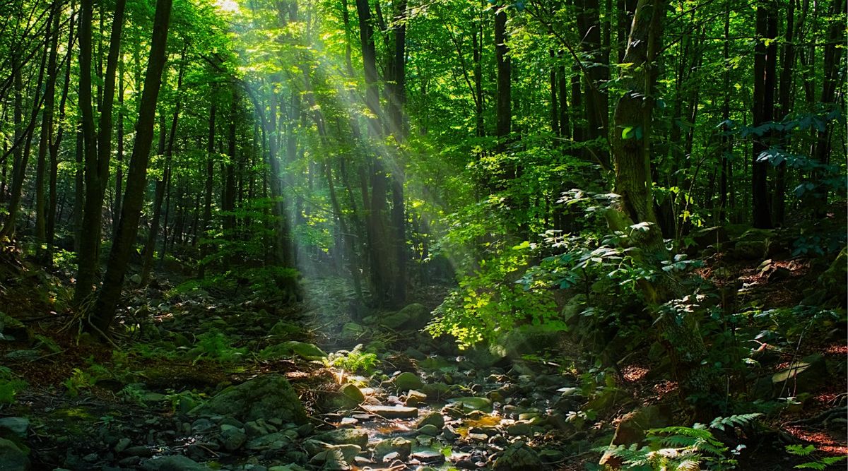 Forest Bath & Meditation Fall Retreat
