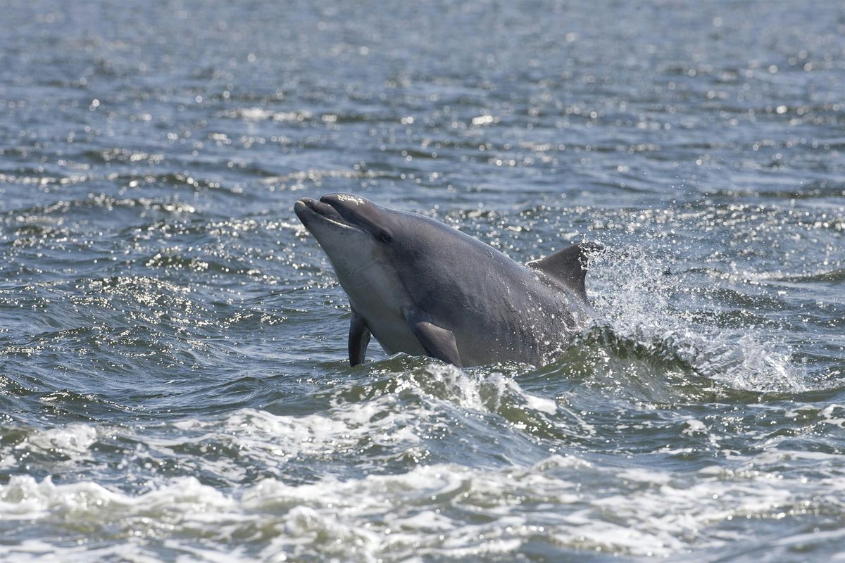 Watching the waves: citizen science and dolphins of the Clyde