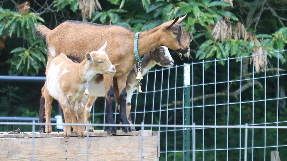 GOAT Experience: The Running of the W**d Eaters!