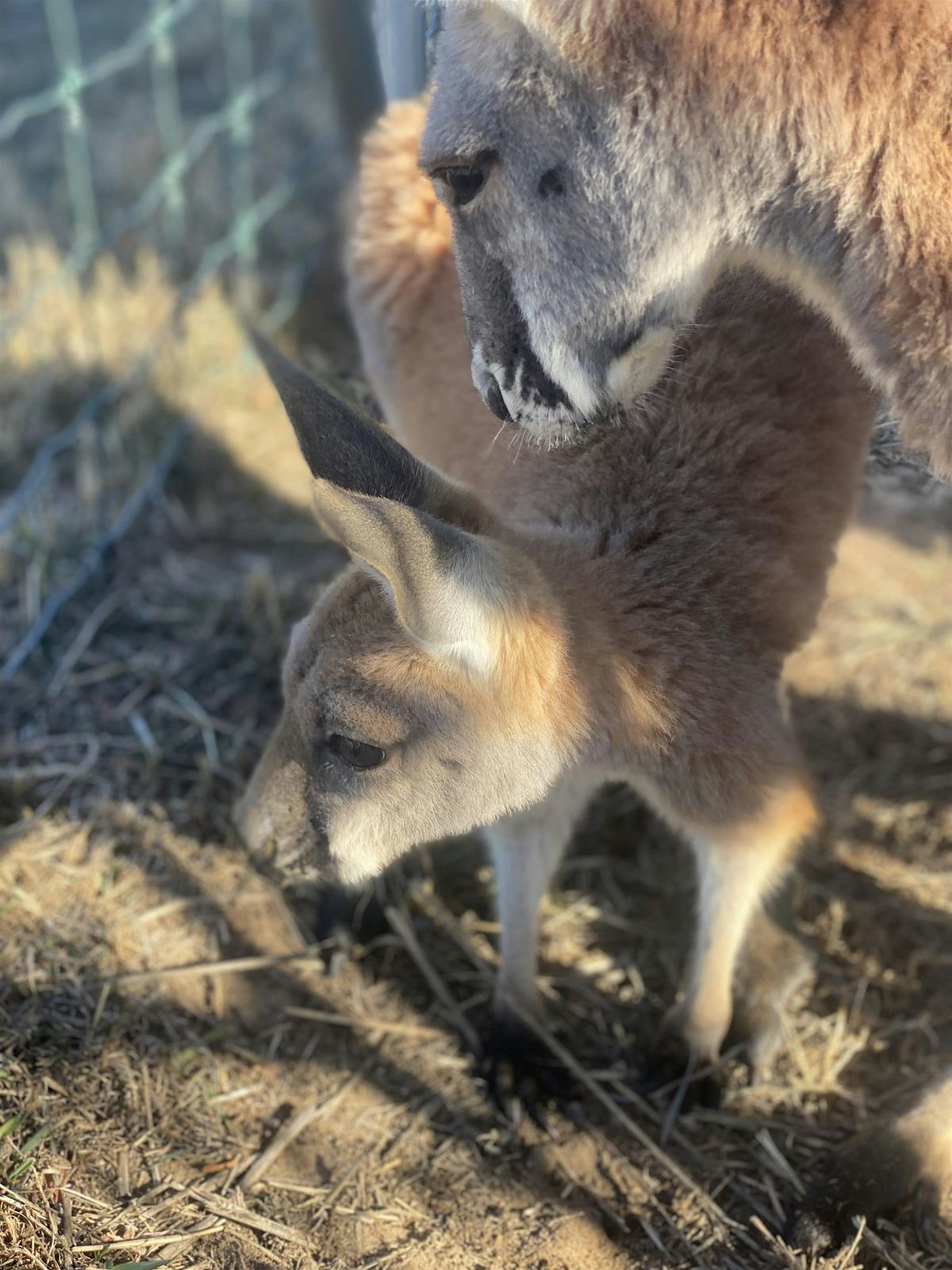 Kangaroo Meet-and-Greet (indoor)