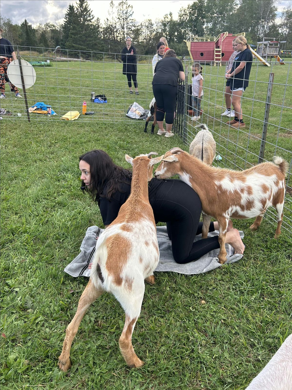 Goat Yoga at Adventure Acres