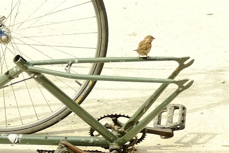 MAKESHIFT BICYCLE CLUB