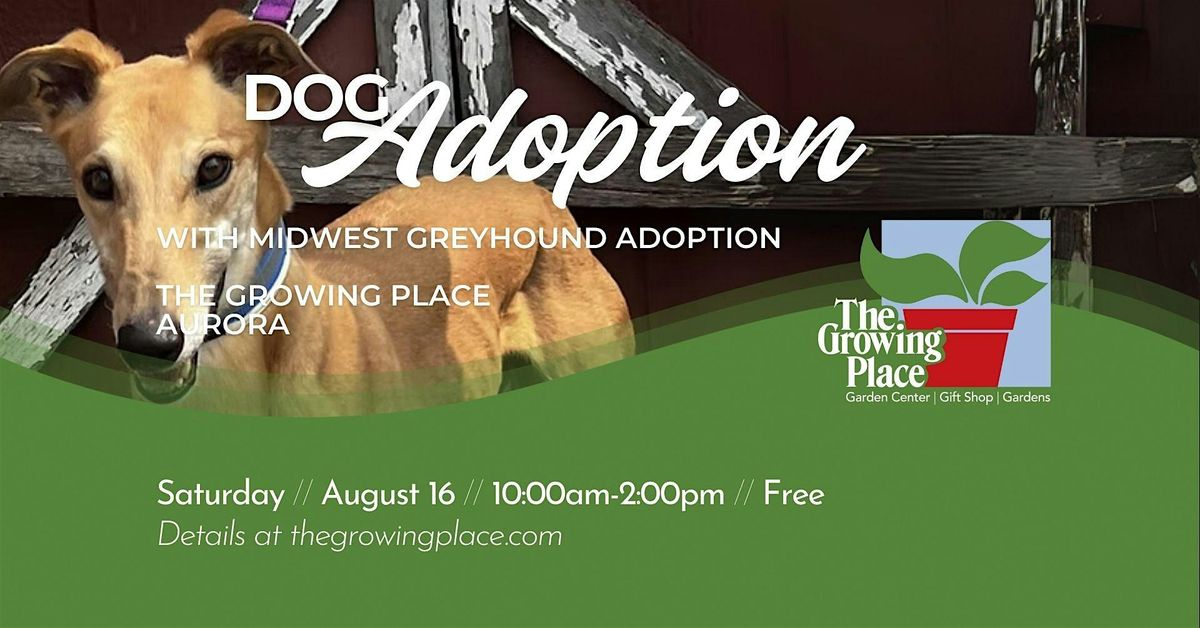 Dog Meet & Greet with Midwest Greyhound Adoption