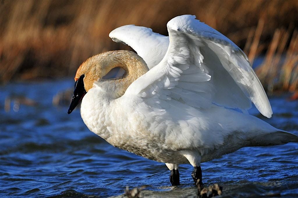 Sunday Morning Bird Walk: Winter Ducks and Geese