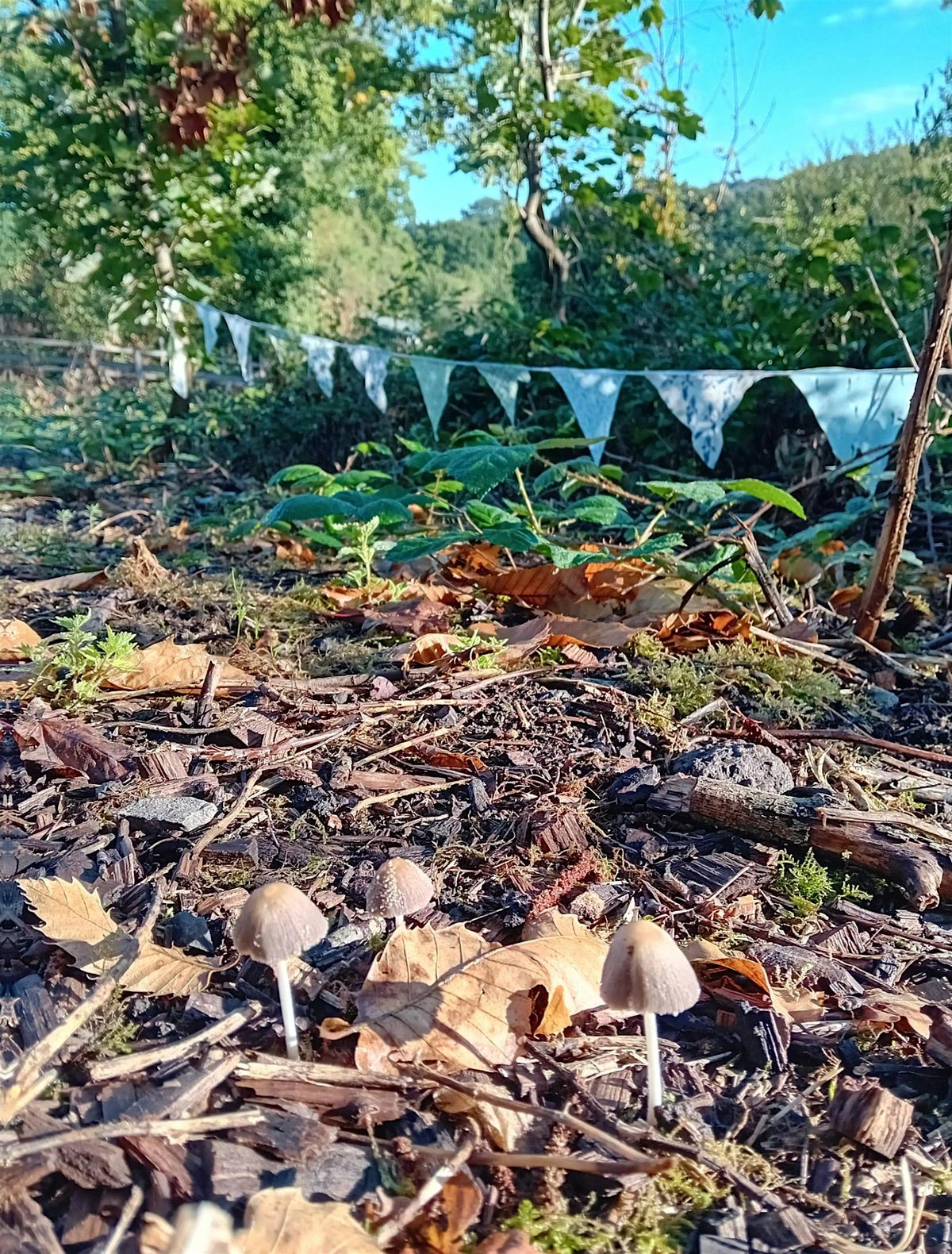 Friday Morning Forest School