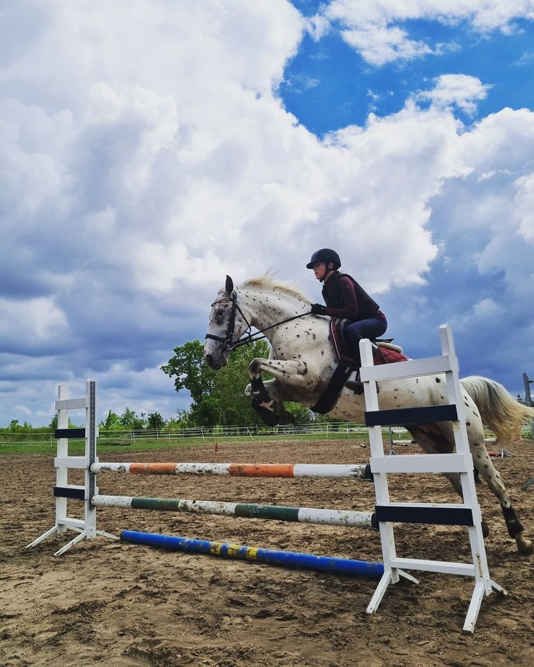 POMERANIAN JUMPING SHOW