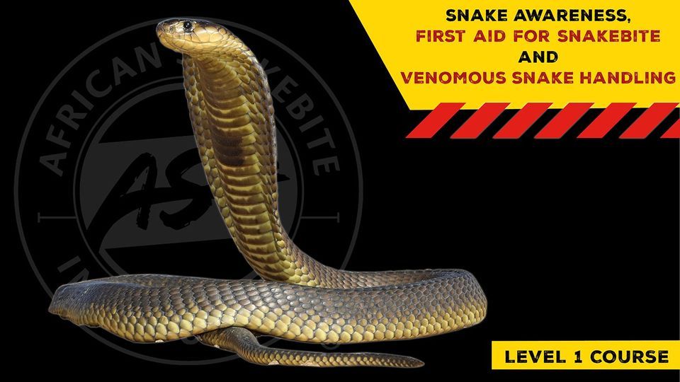 Snake Awareness First aid for Snakebite, Venomous Snake Handling