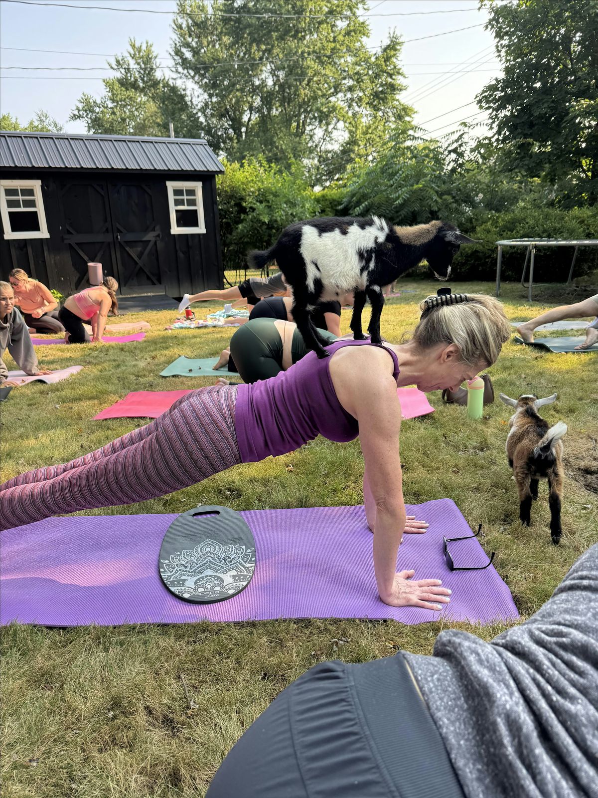 Goat Yoga in Williamsville