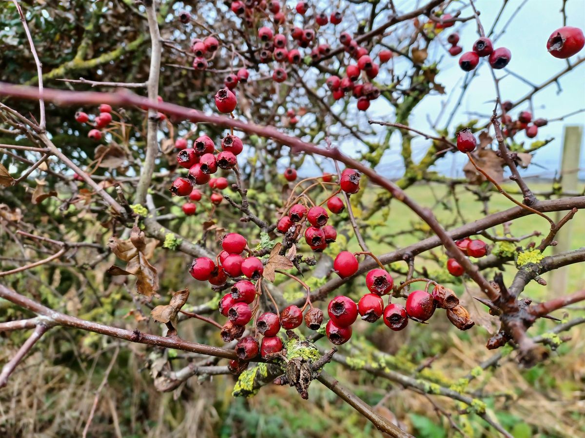 A Winter Woodland Wander